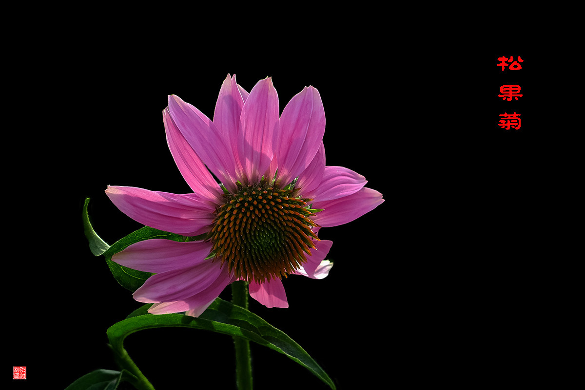 松果菊与天人菊