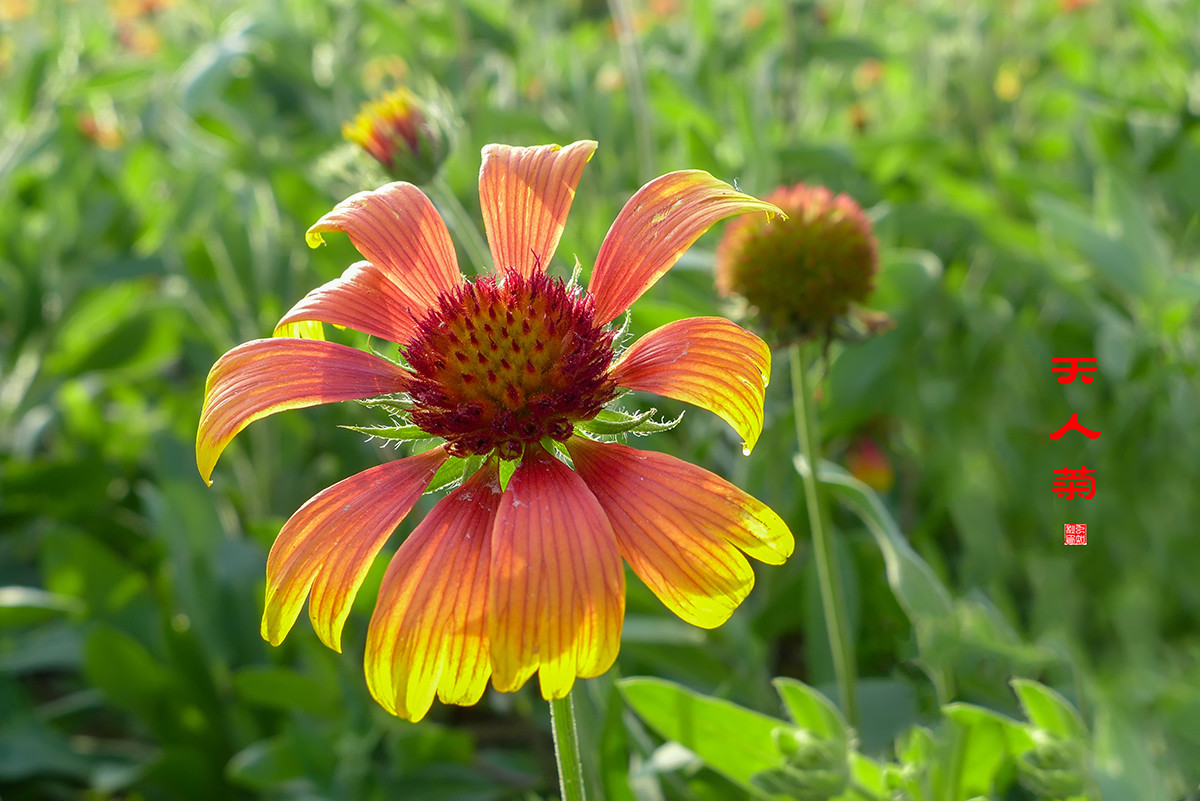 松果菊与天人菊