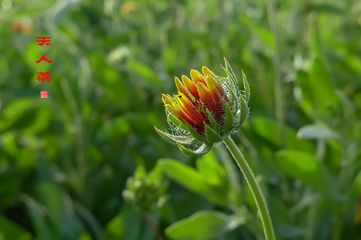 松果菊与天人菊