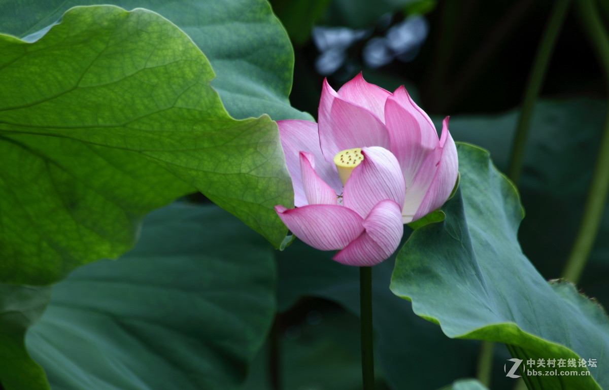 荷花 2016—2