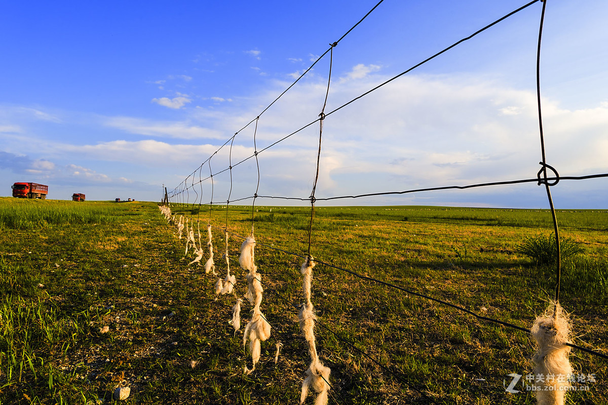 === 网上的羊毛 ===