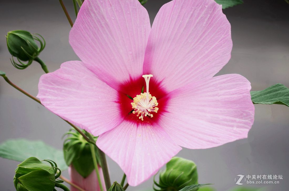 百花盛開-----花葵