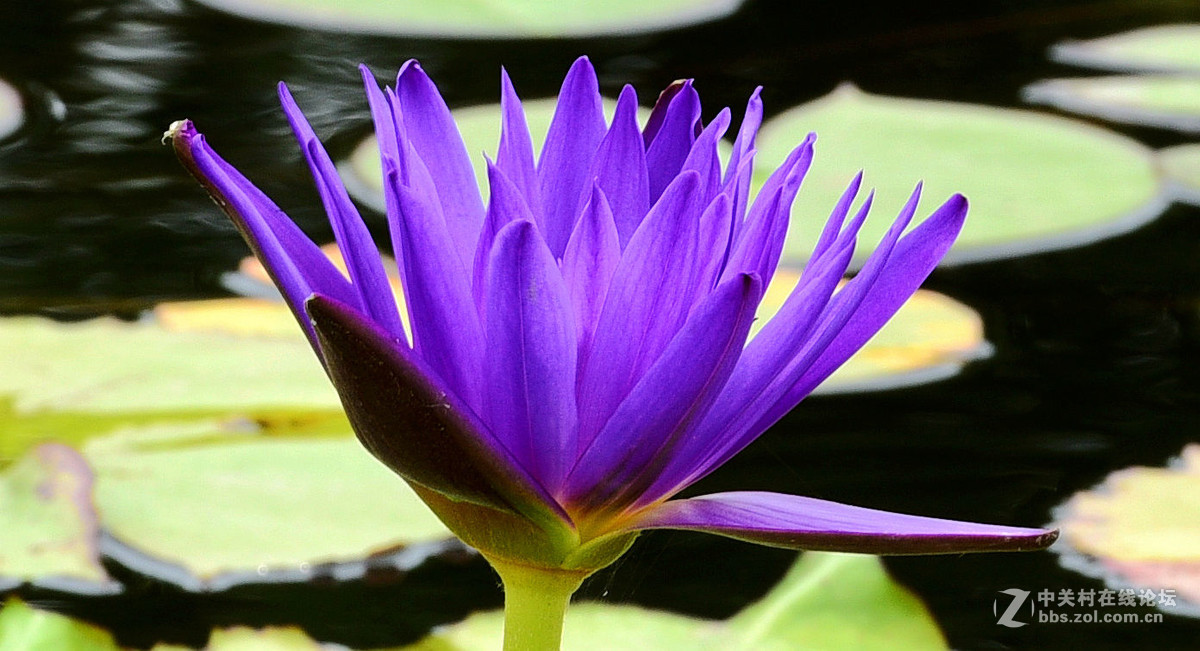 莲花池