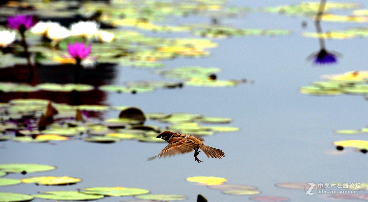 莲花池