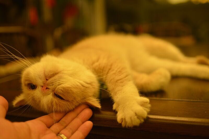 尼康AF-S 尼克尔 35mm f/1.8G ED刚入手2400元试拍加菲猫！