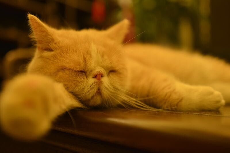 尼康AF-S 尼克尔 35mm f/1.8G ED刚入手2400元试拍加菲猫！