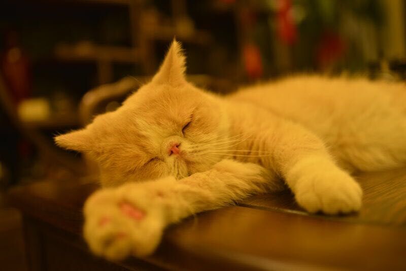 尼康AF-S 尼克尔 35mm f/1.8G ED刚入手2400元试拍加菲猫！