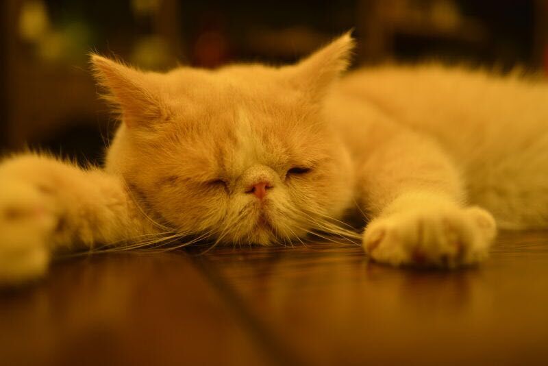 尼康AF-S 尼克尔 35mm f/1.8G ED刚入手2400元试拍加菲猫！