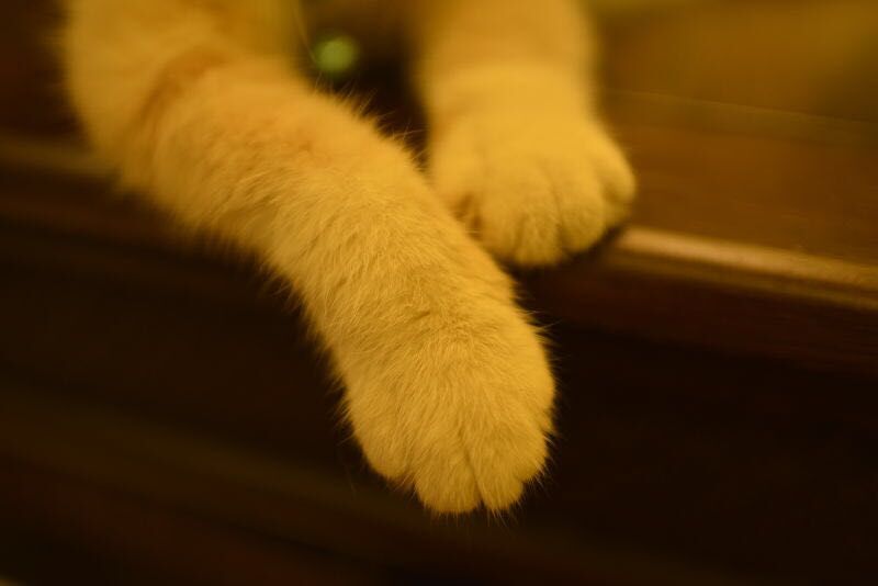 尼康AF-S 尼克尔 35mm f/1.8G ED刚入手2400元试拍加菲猫！