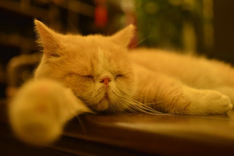 尼康AF-S 尼克尔 35mm f/1.8G ED刚入手2400元试拍加菲猫！