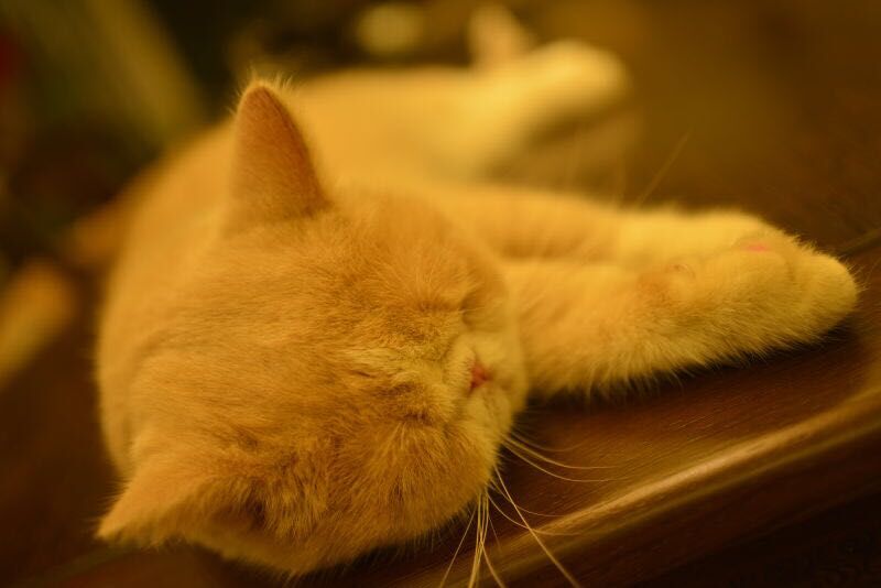 尼康AF-S 尼克尔 35mm f/1.8G ED刚入手2400元试拍加菲猫！