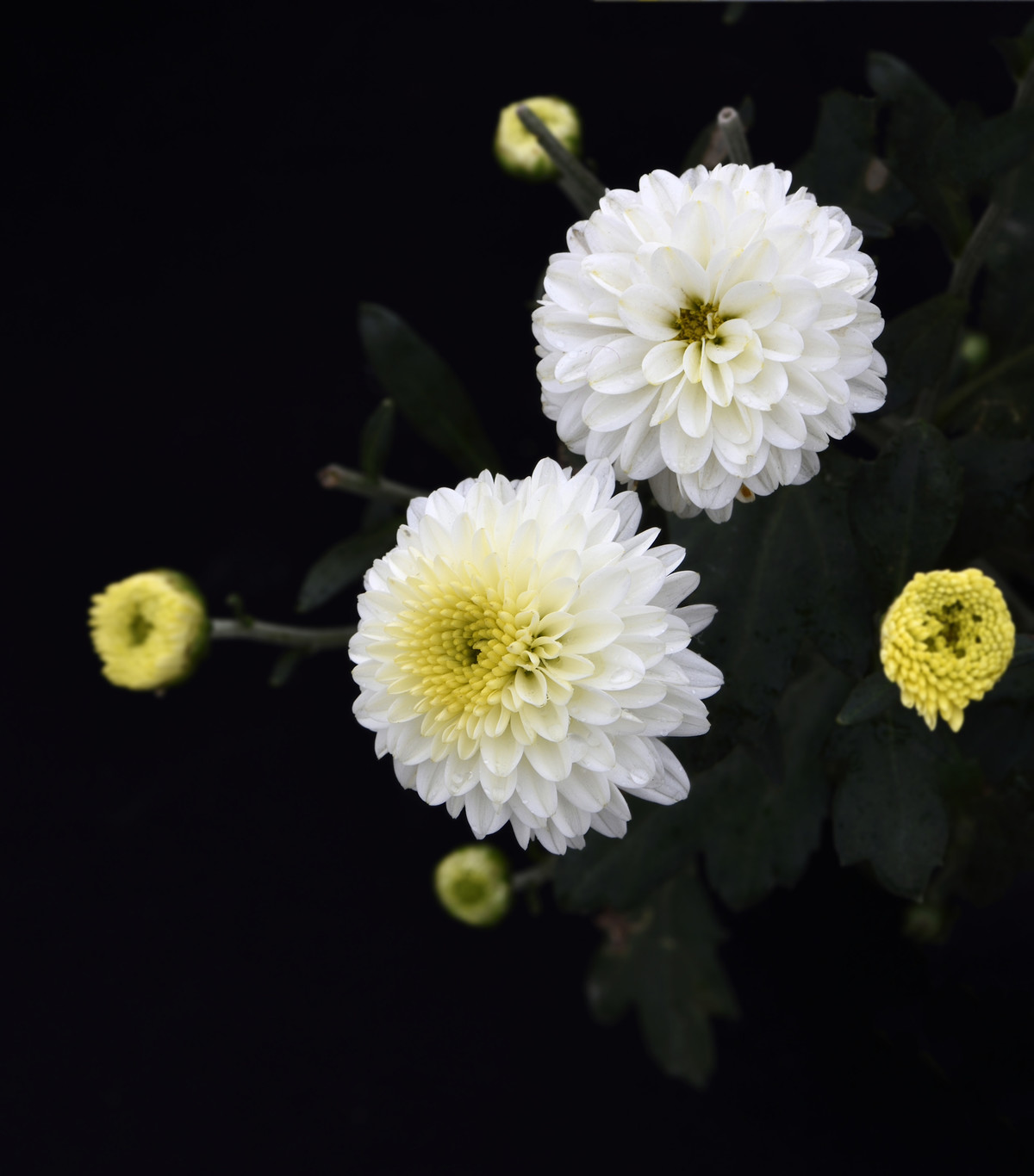 一组清纯的白色小菊花