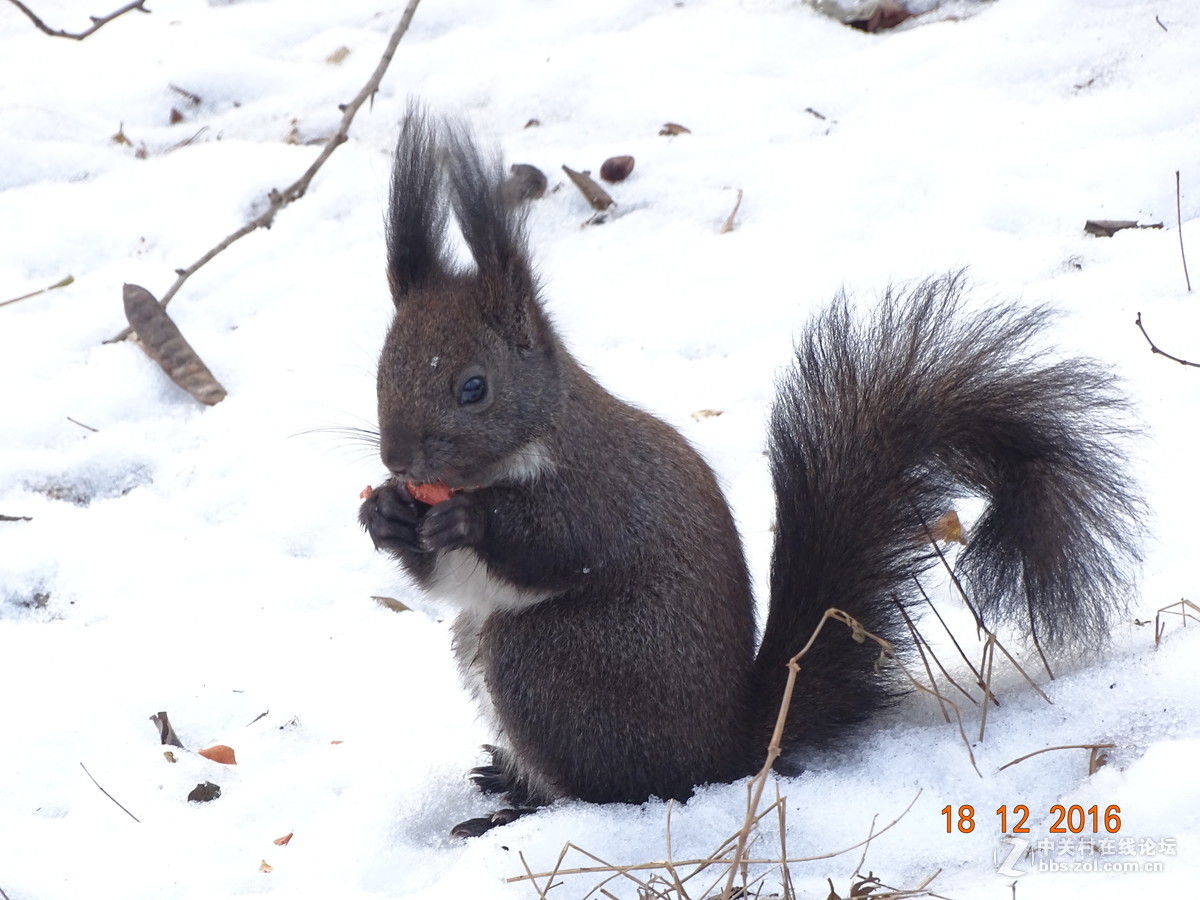人见人爱的松鼠，请大师点评