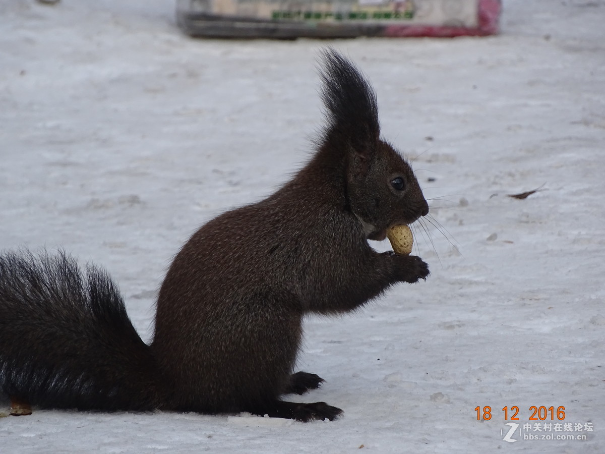 人见人爱的松鼠，请大师点评