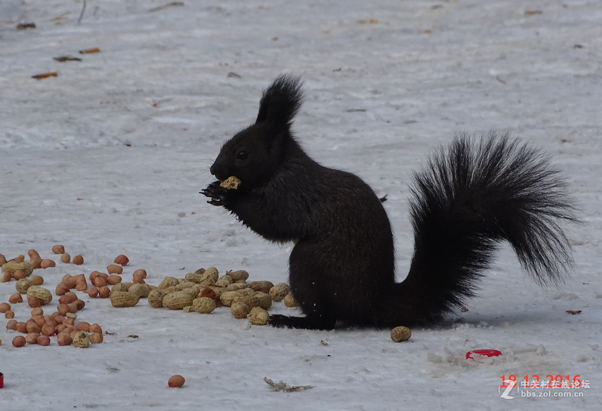 人见人爱的松鼠，请大师点评