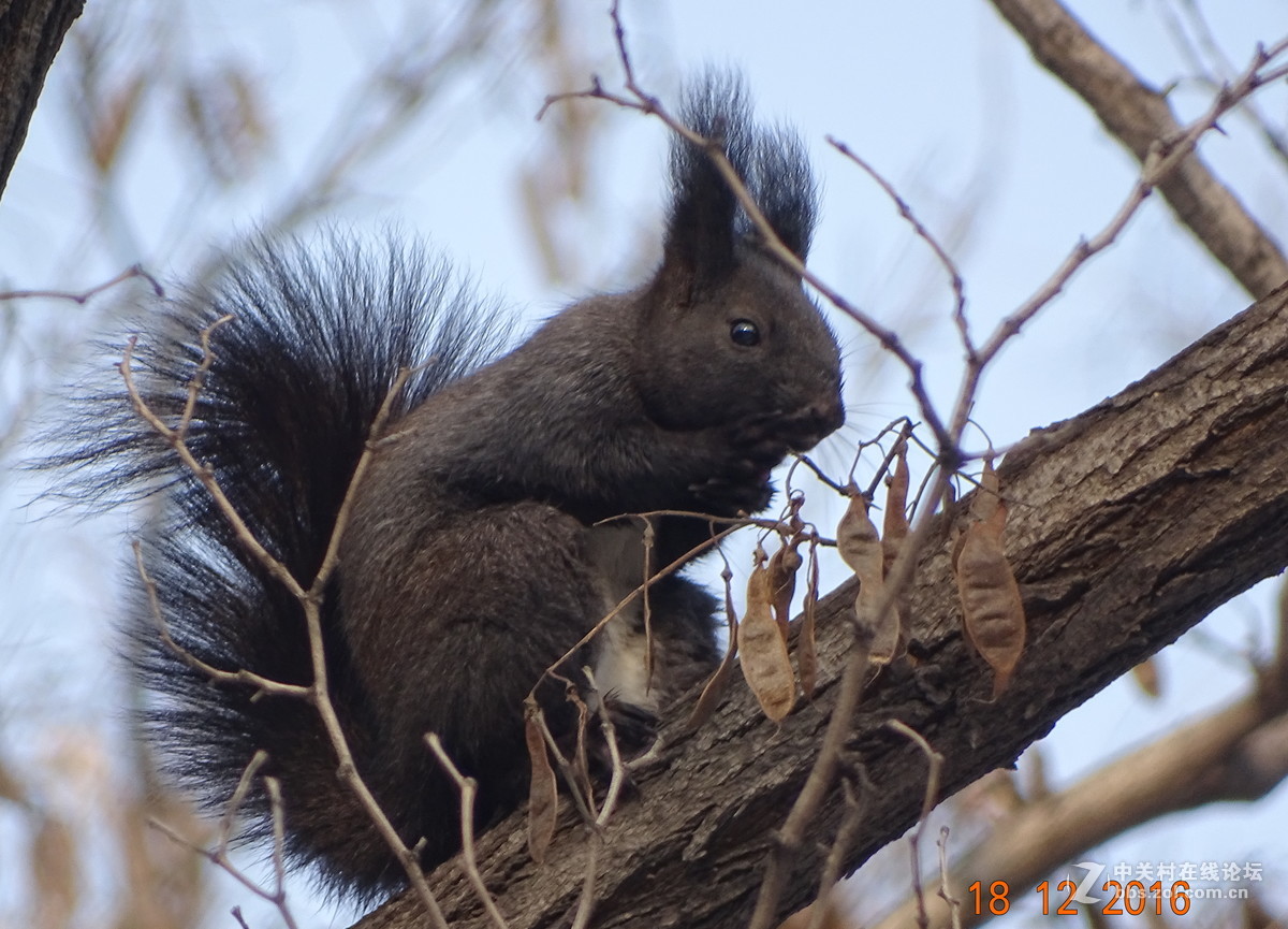 人见人爱的松鼠，请大师点评