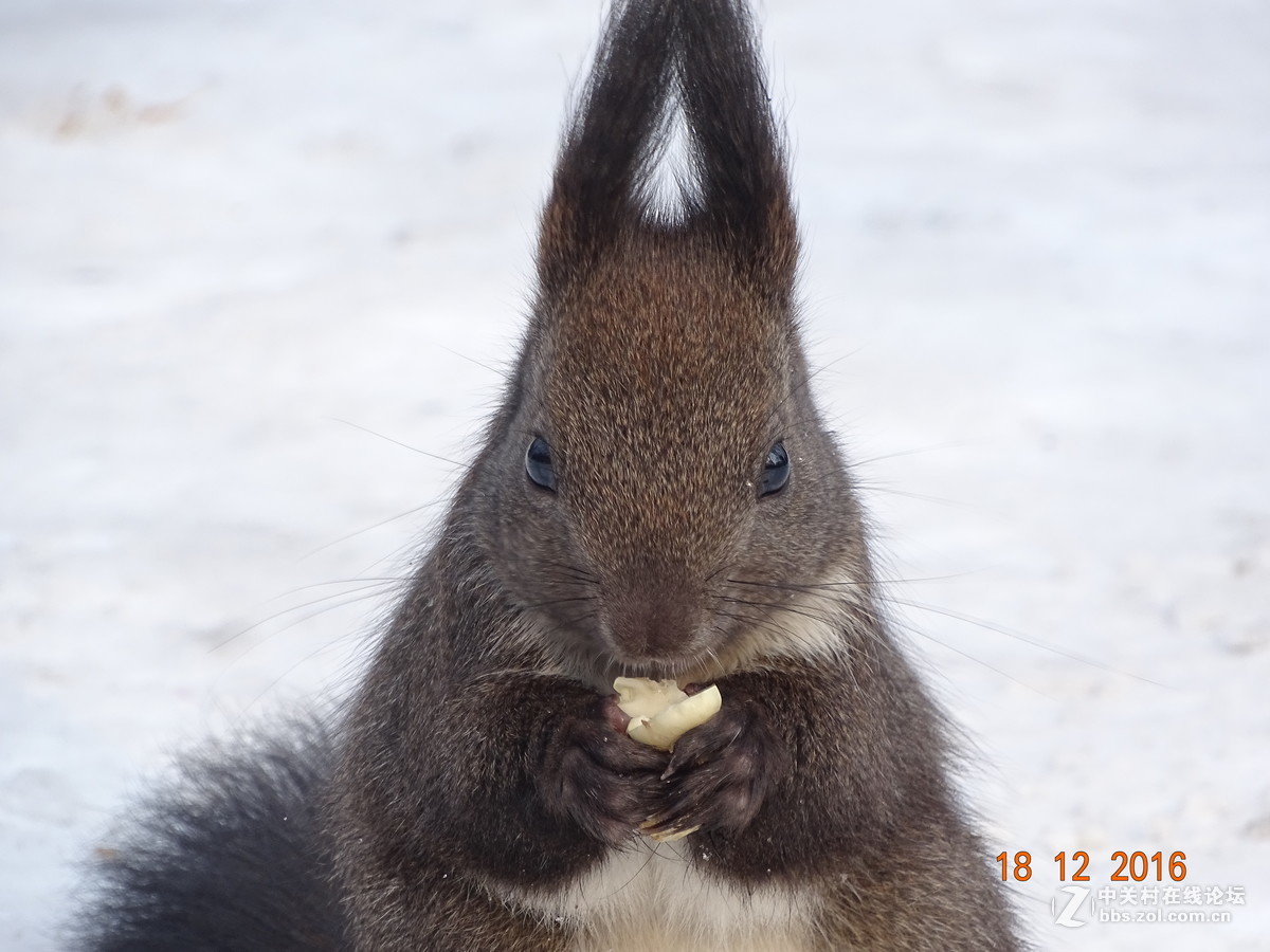 人见人爱的松鼠，请大师点评