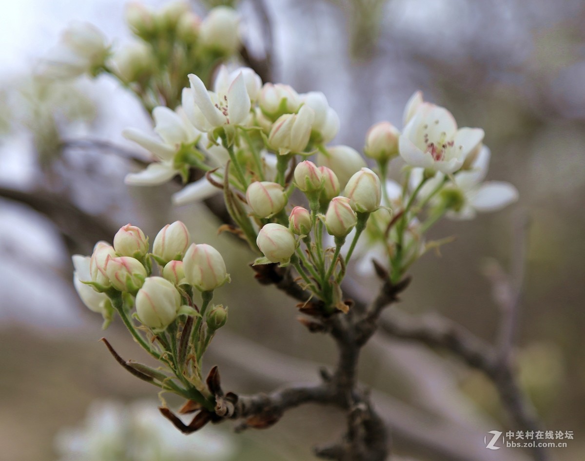 最美人间四月天鲜花美景美女美食