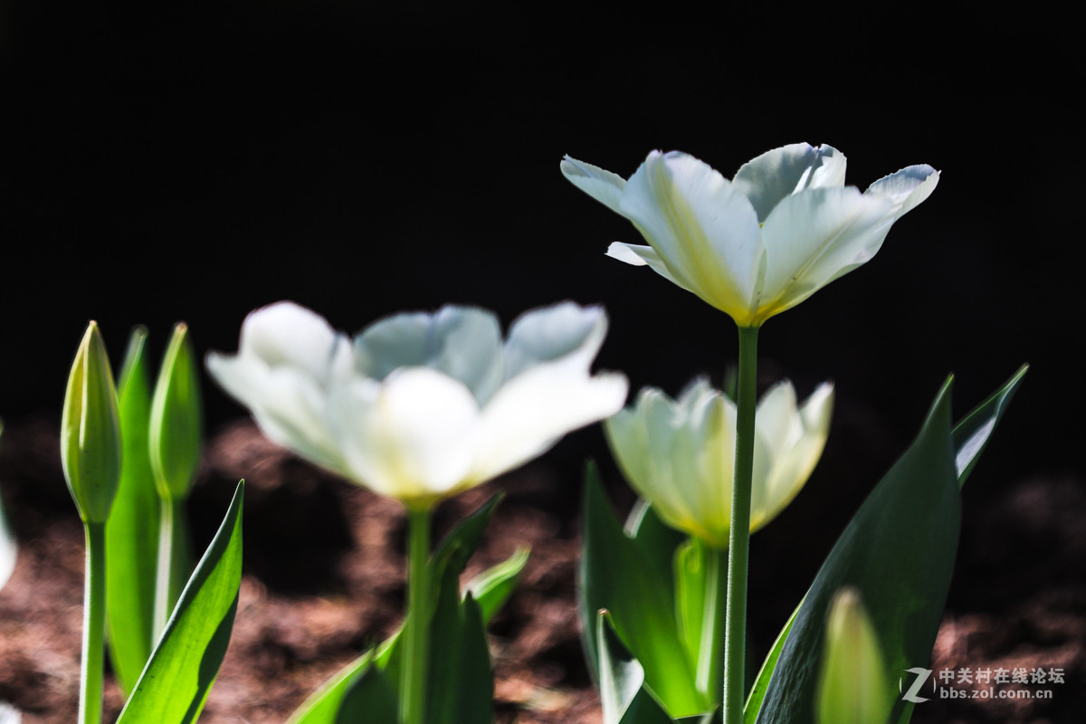 #佳能月赛-人间四月天#  郁金香