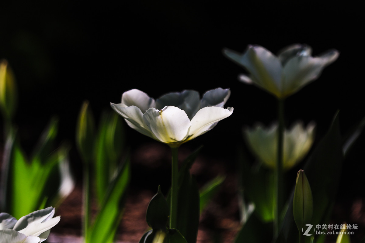 #佳能月赛-人间四月天#  郁金香