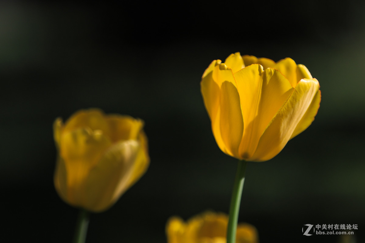 #佳能月赛-人间四月天#  郁金香