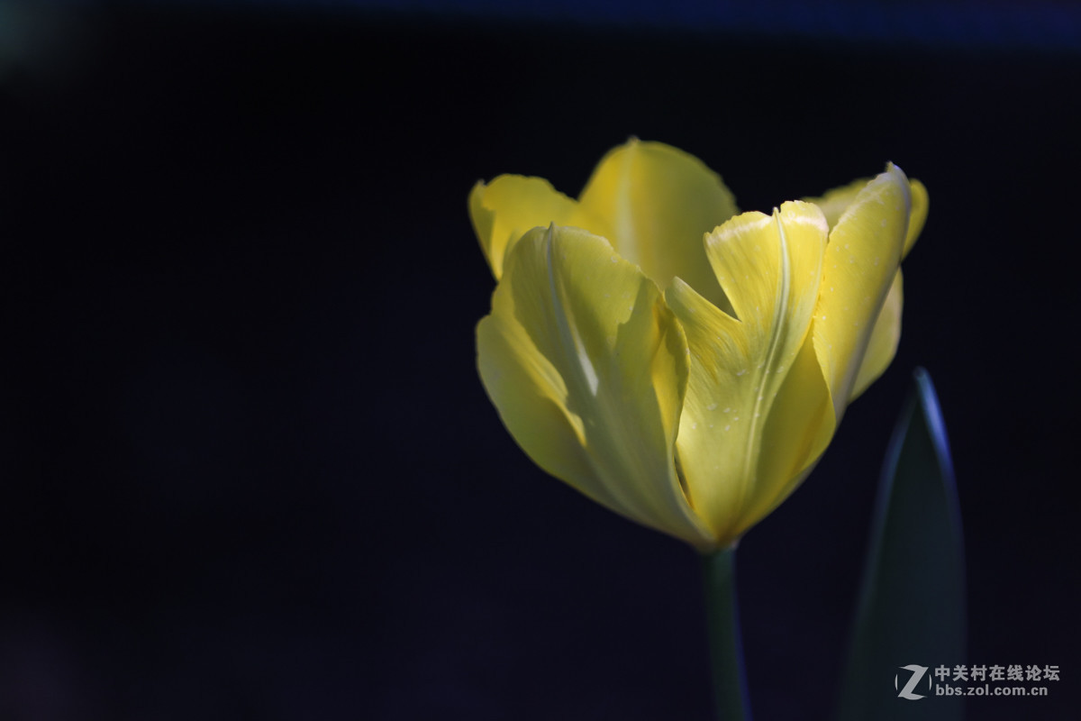 #佳能月赛-人间四月天#  郁金香