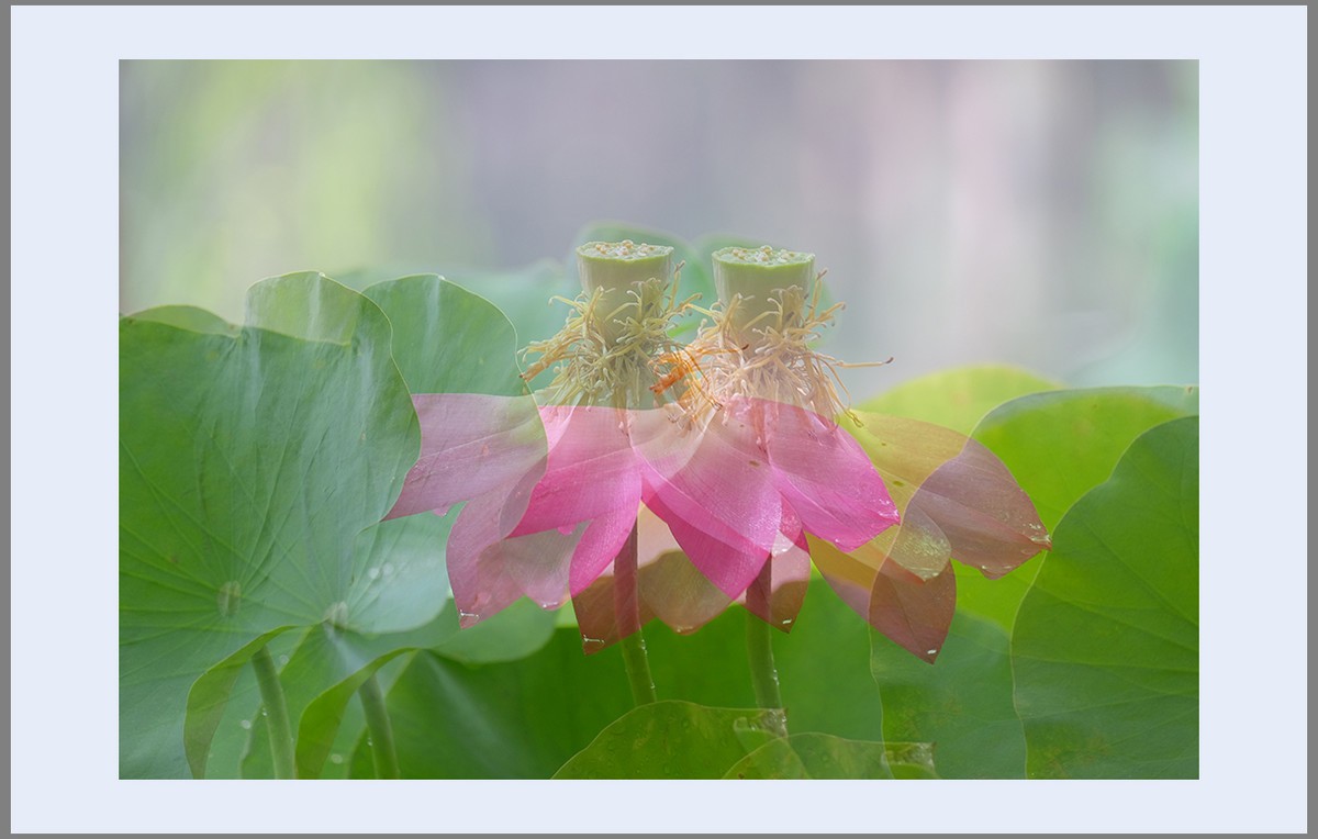 香远益清...亭亭净植