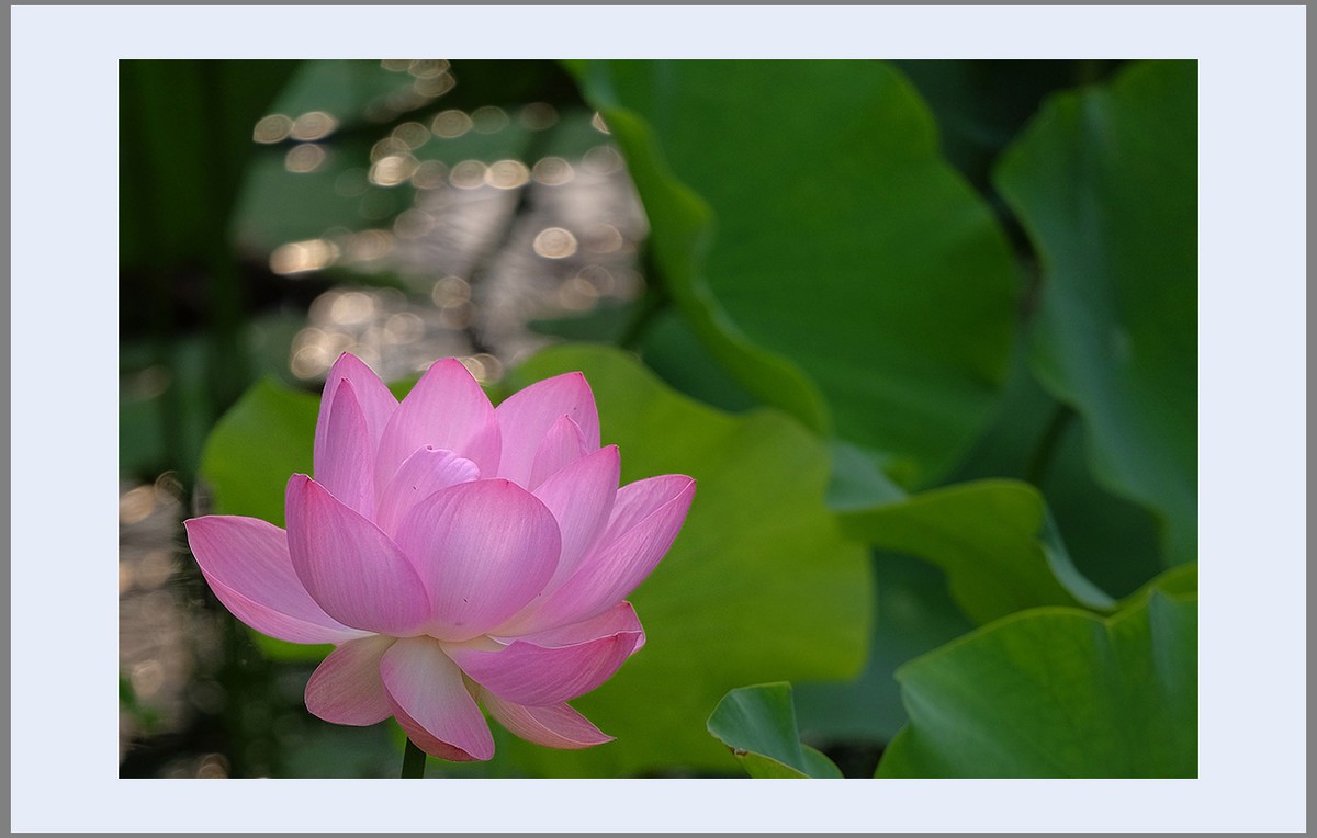 香远益清...亭亭净植