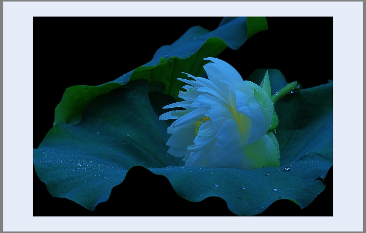 香远益清...亭亭净植