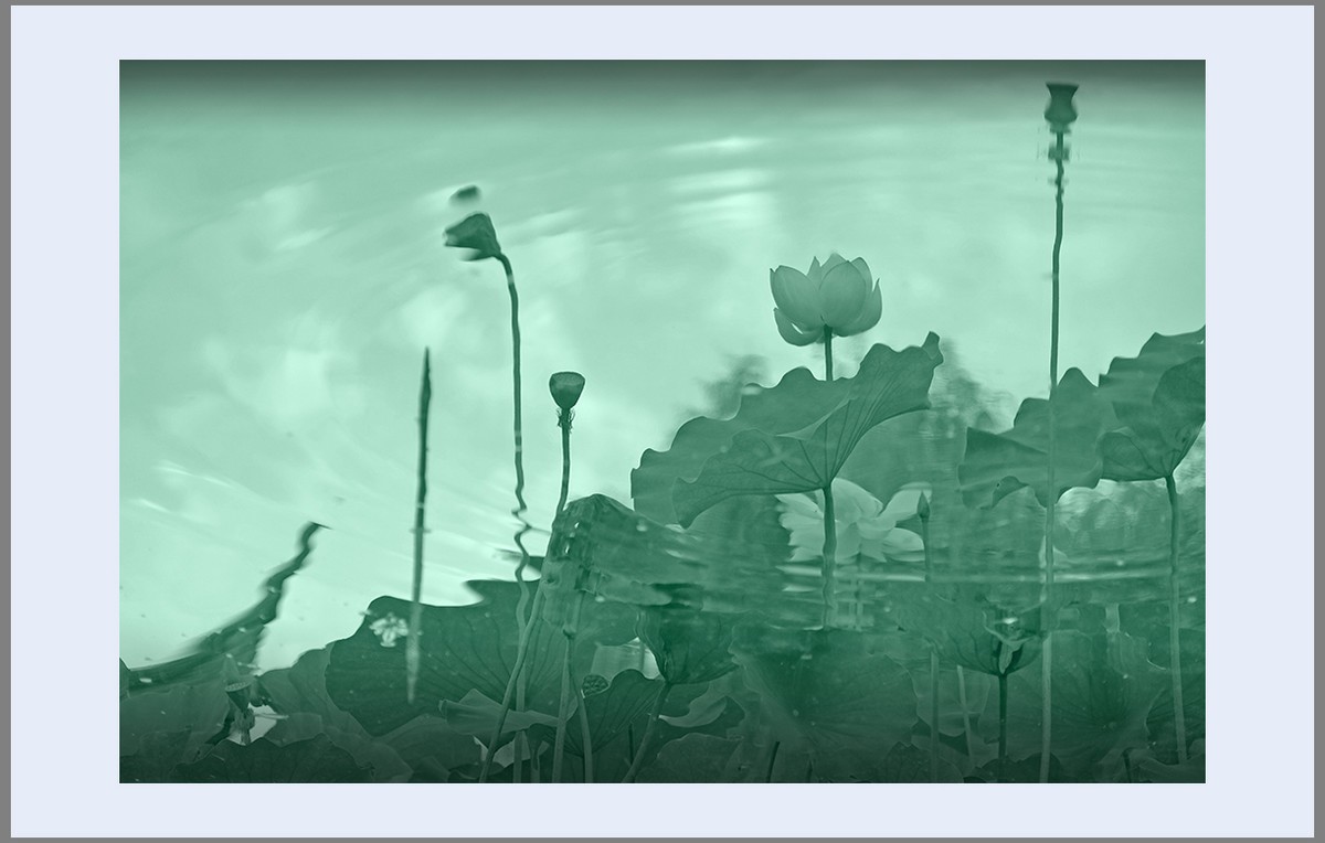 香远益清...亭亭净植