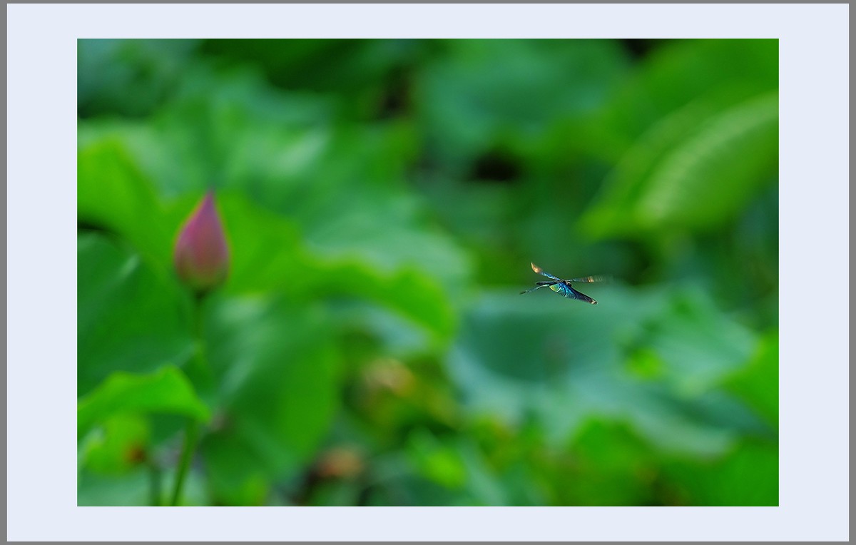 香远益清...亭亭净植