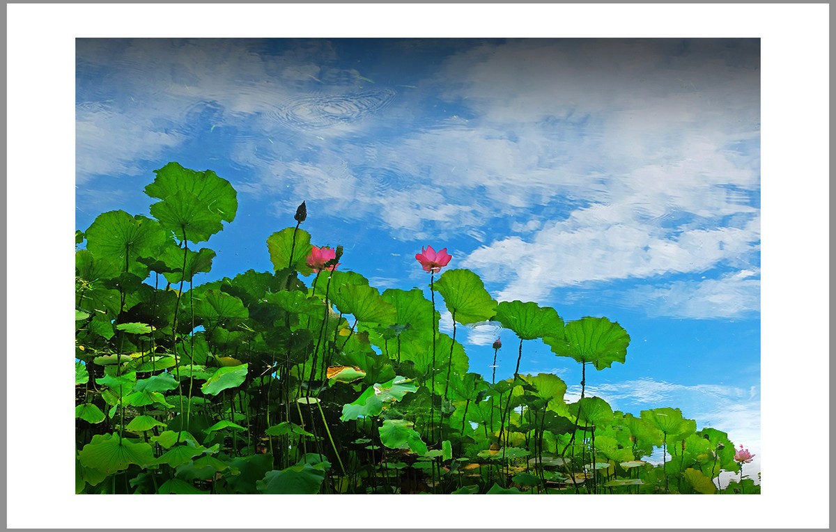 香远益清...亭亭净植