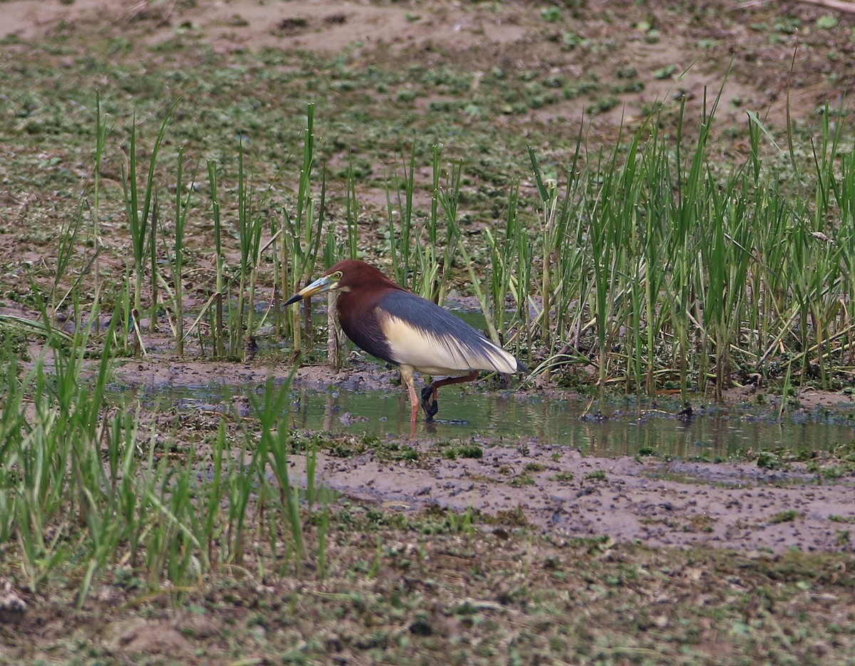 济南长清区崮云湖湿地拍大鸟