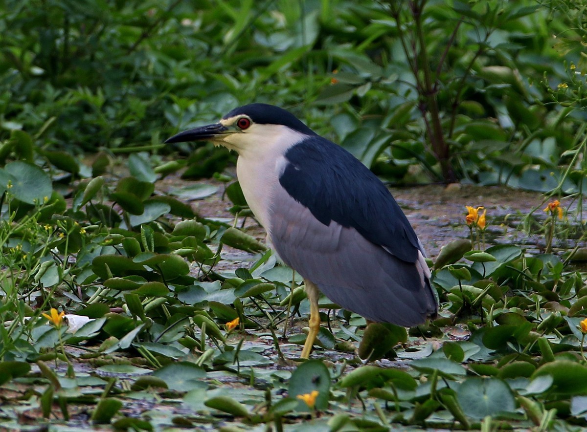 济南长清区崮云湖湿地拍大鸟
