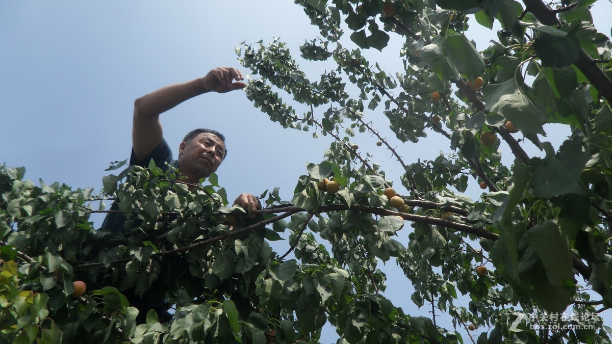 哥哥家的杏树杏熟了，