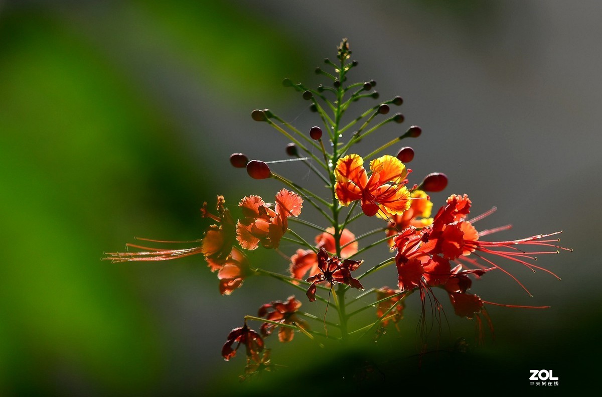 腾龙A001拍花