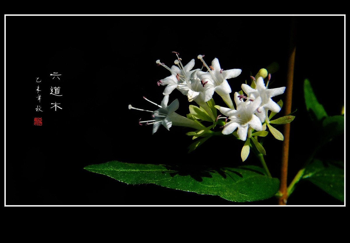 清香飘逸的六道木花