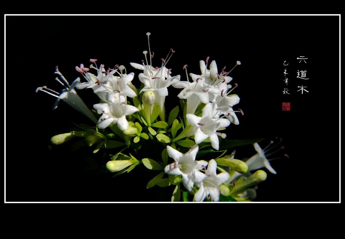 清香飘逸的六道木花