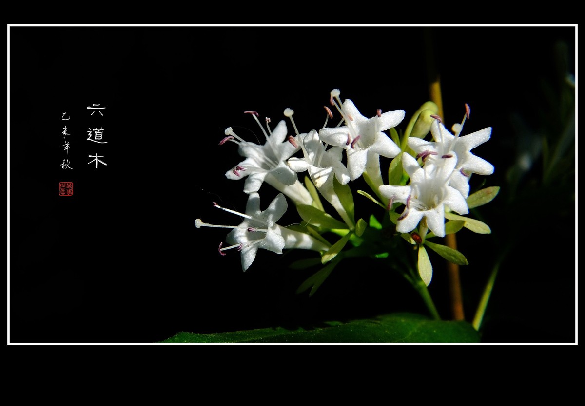 清香飘逸的六道木花