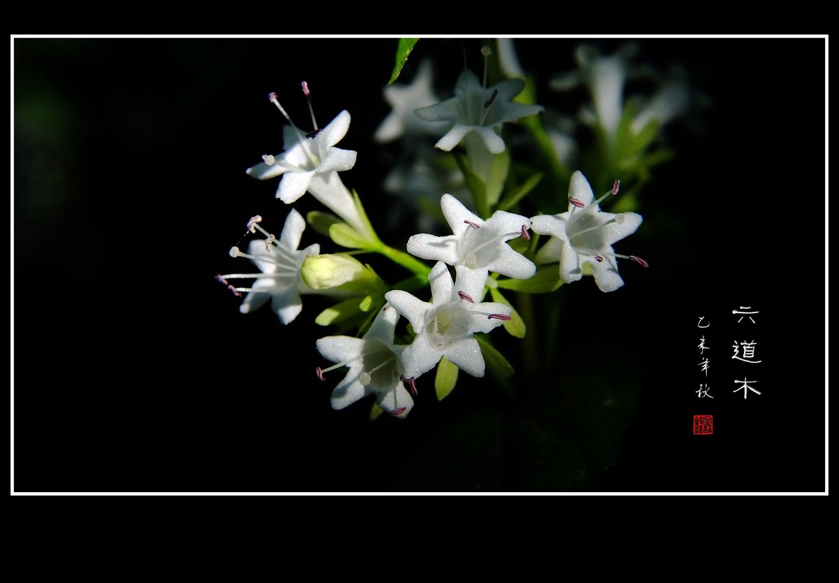 清香飘逸的六道木花