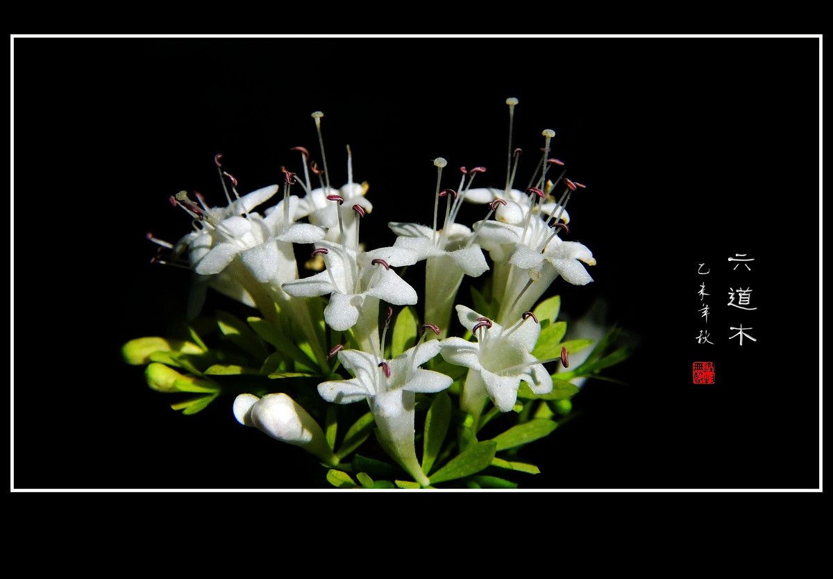 清香飘逸的六道木花