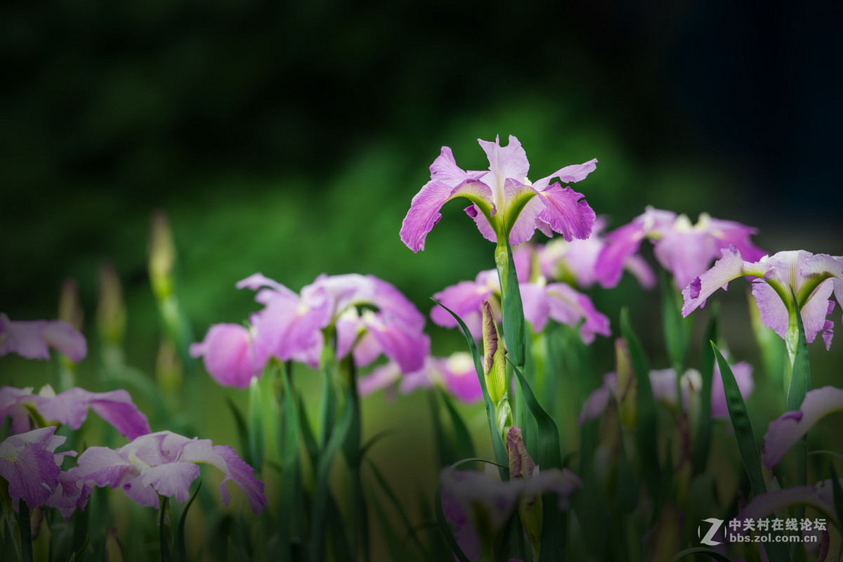 柔美的溪荪鸢尾花