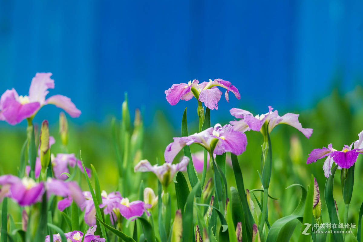 柔美的溪荪鸢尾花