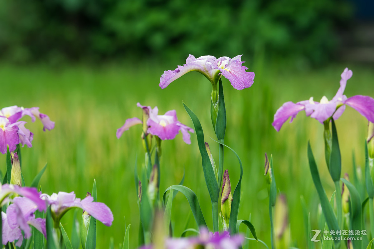 柔美的溪荪鸢尾花