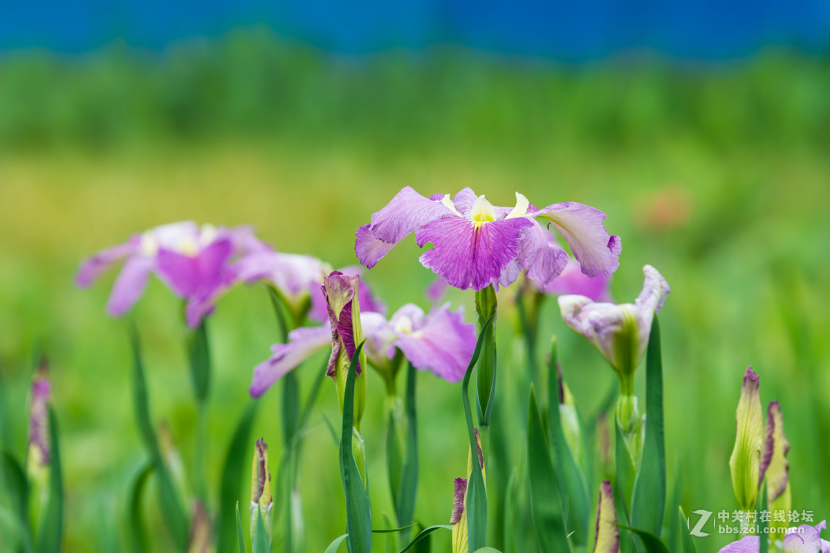 柔美的溪荪鸢尾花