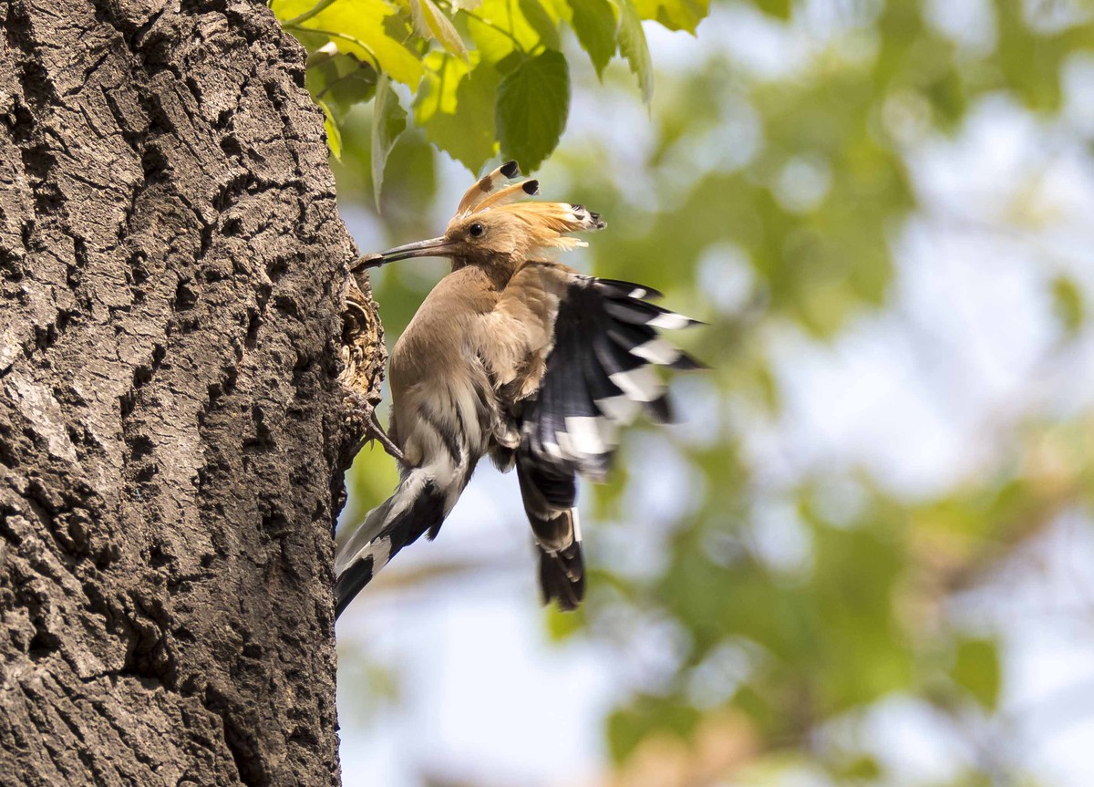 忠诚勤劳美丽的戴胜
