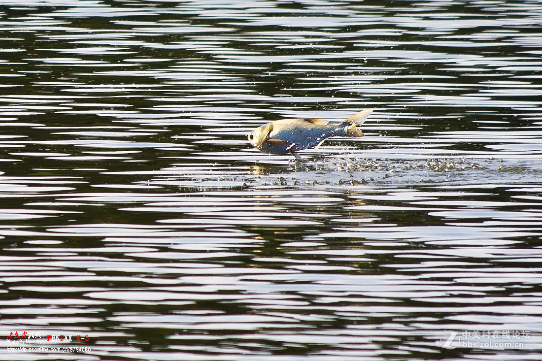 胖头鱼跃出水面瞬间