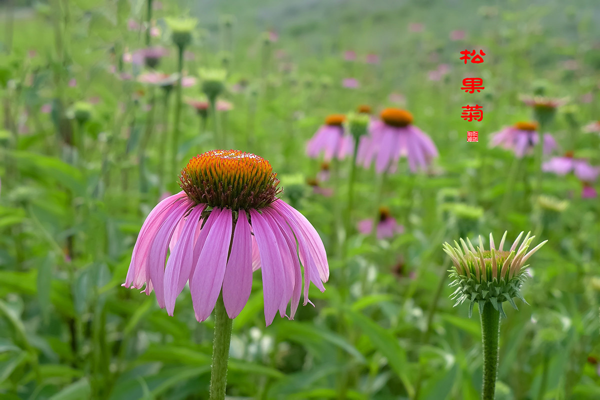 松果菊与天人菊