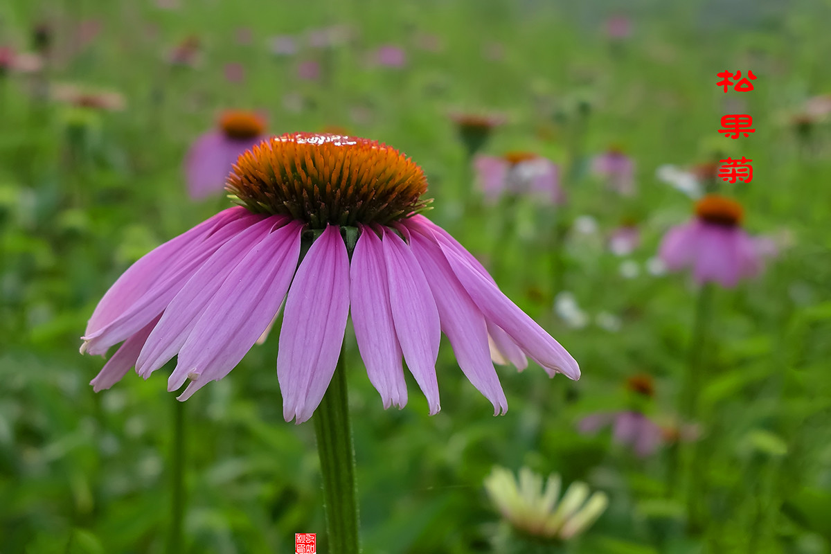 松果菊与天人菊