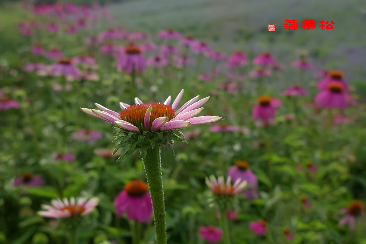 松果菊与天人菊